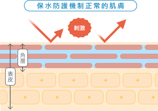 保水バリア機能が正常なお肌