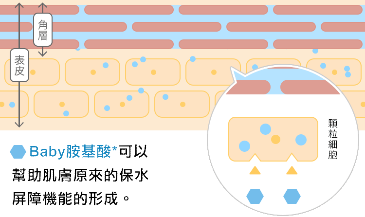 保水バリア機能が良好な肌状態