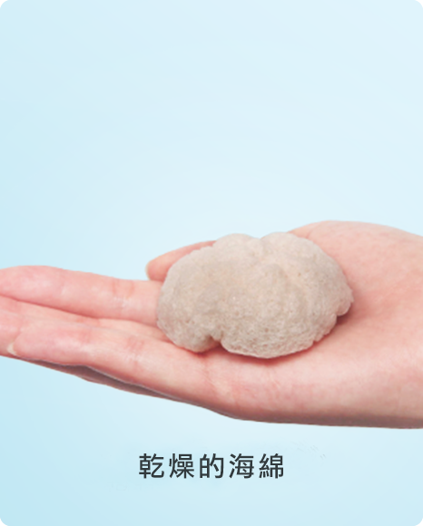 乾燥したスポンジ